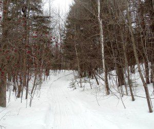 The path to the Sugarshack