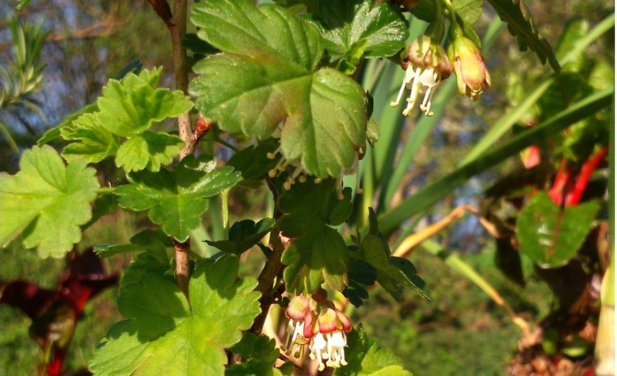 Worcesterberry in flower