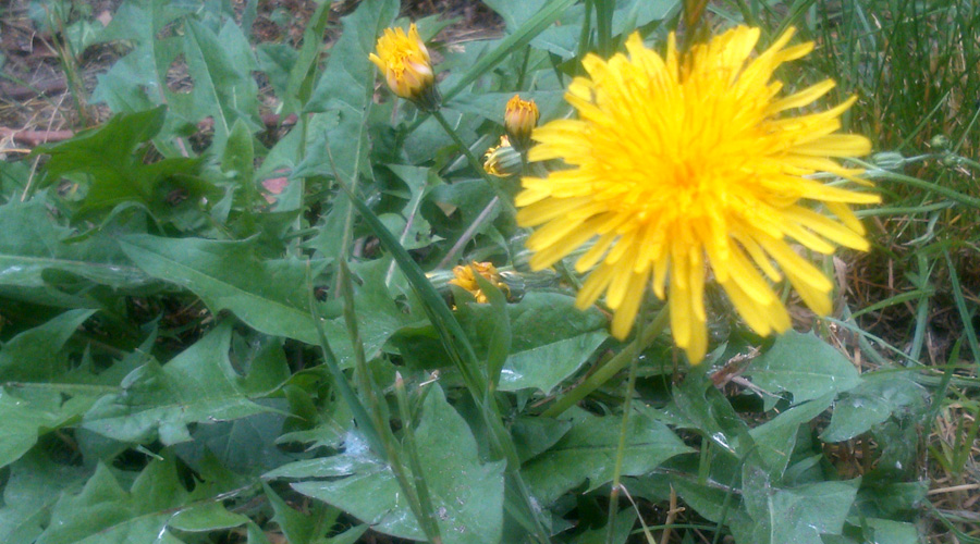 Dandelions and greens