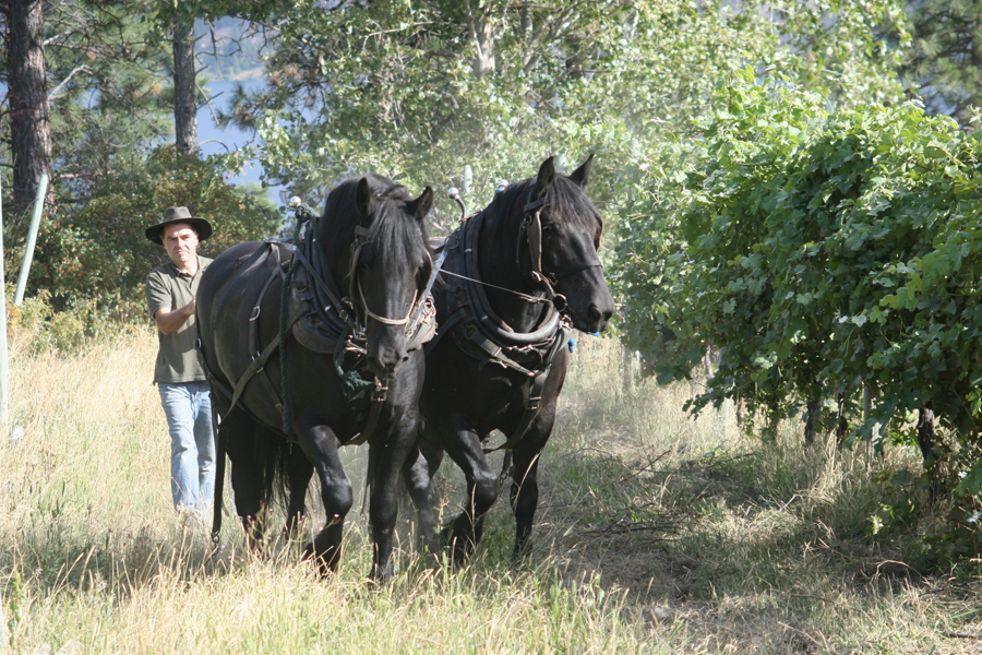 Vineyard Work with Draft Horses