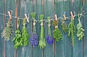 Herbs Drying