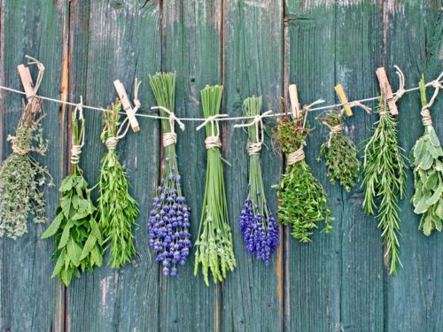 Herbs Drying