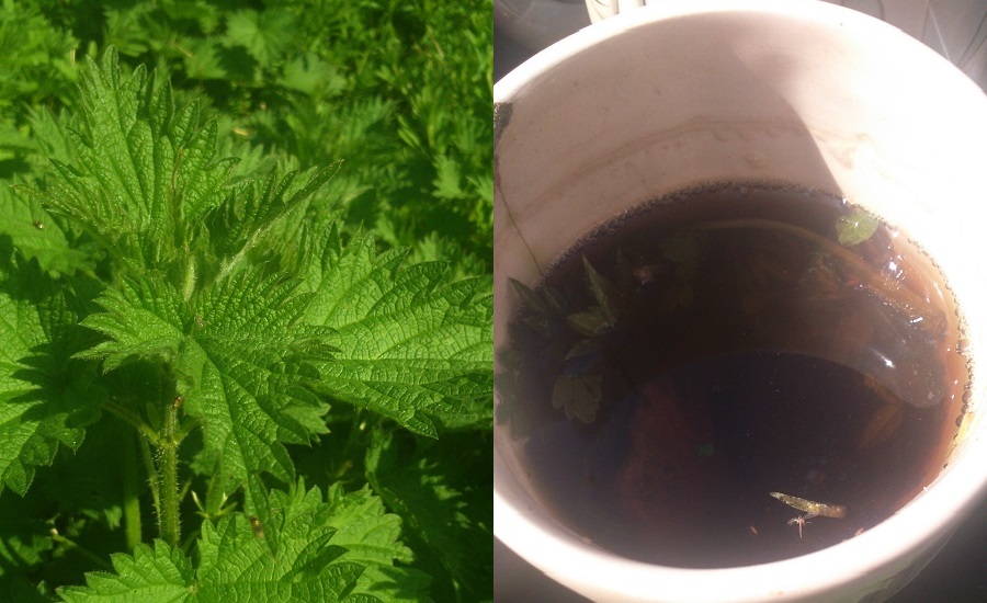 Urtica Dioica, or Stinging Nettle in the first flush of spring. This foul looking stuff on the right hand side of the photo is nettle tea, a nutrient rich organic fertilizer for the garden.