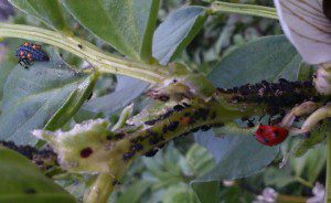 An adult 7-Spot ladybug, and a ladybug larvae helping to control the Black Aphid on a bean plant.