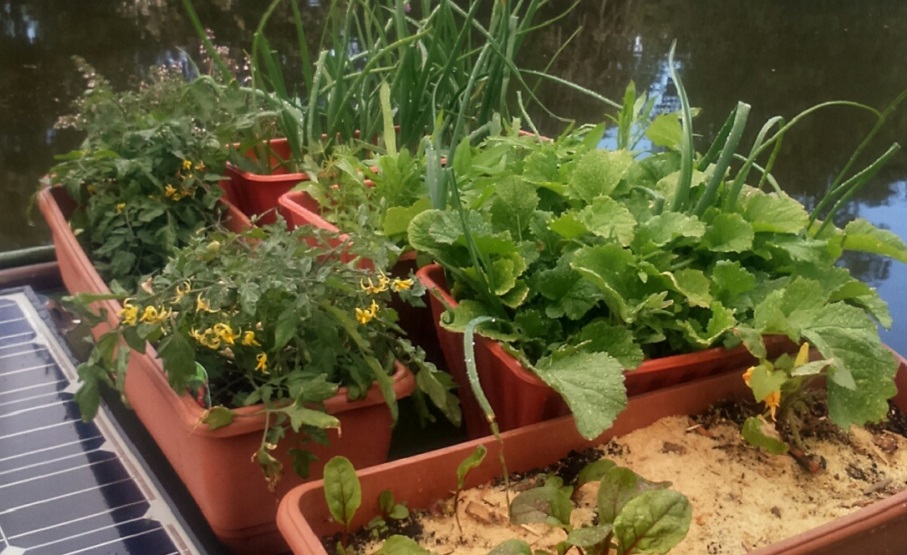 By planting early and late maturing varieties, I've managed 13 types of herbs and vegetables as well as wild flowers in a 1.5sqm space.