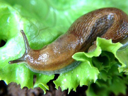 Slug photo by https://www.allaboutslugs.com