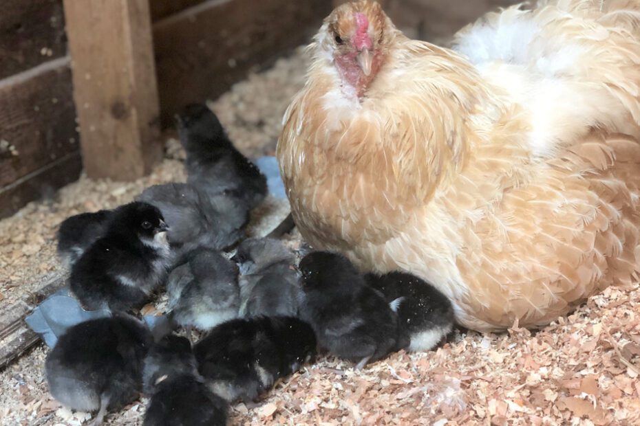Cecily's Momma and chicken babies