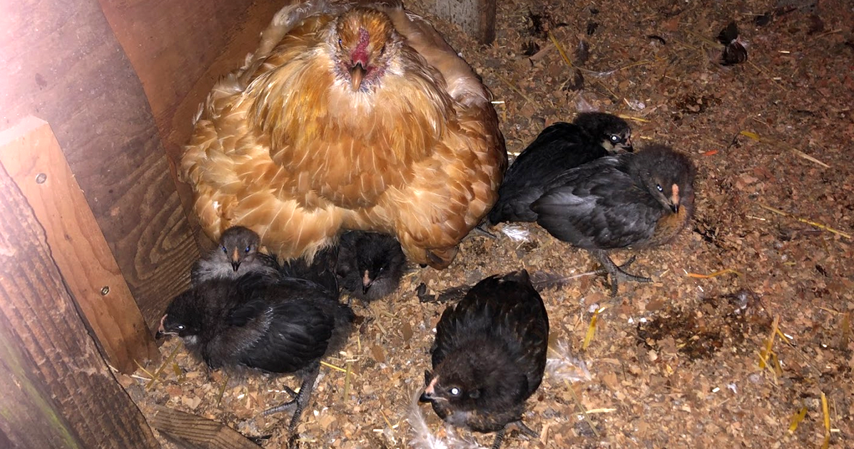 One step forward, 10 chicks back - eatinscanada.com