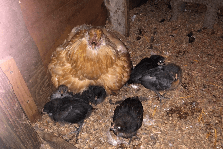 Baby chickies back with Mom