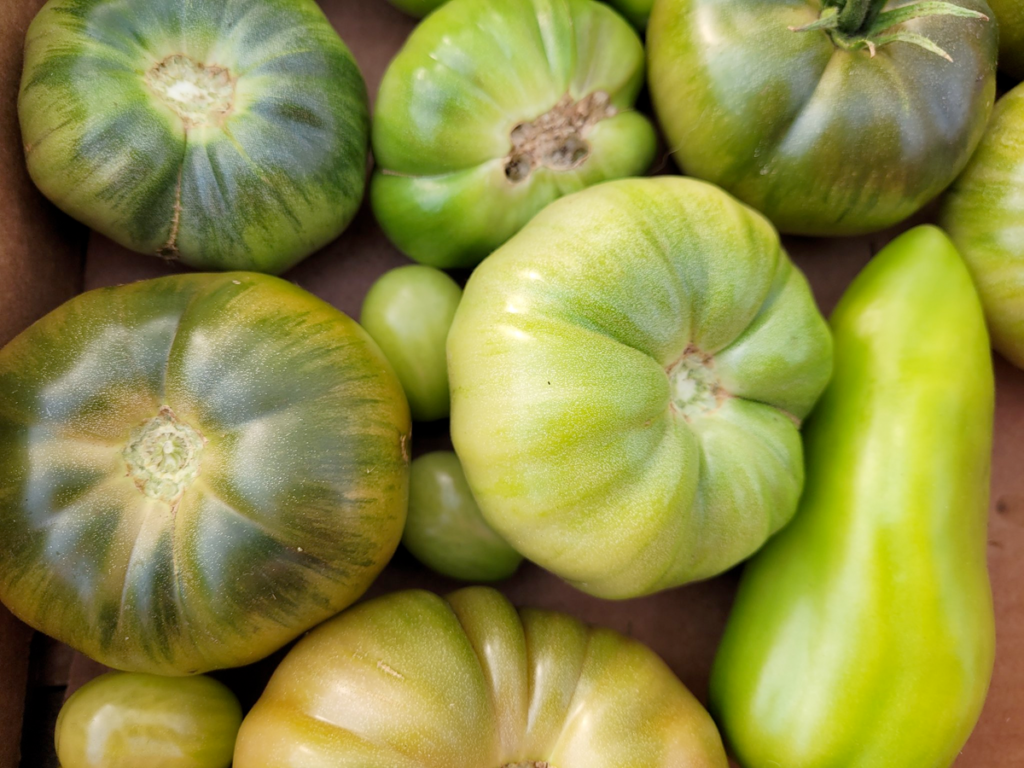 Ripening green tomatoes of many varieties