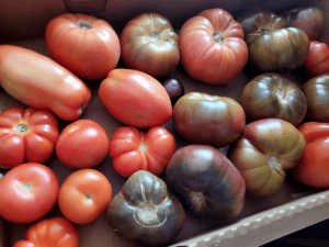 Bounty of tomatoes