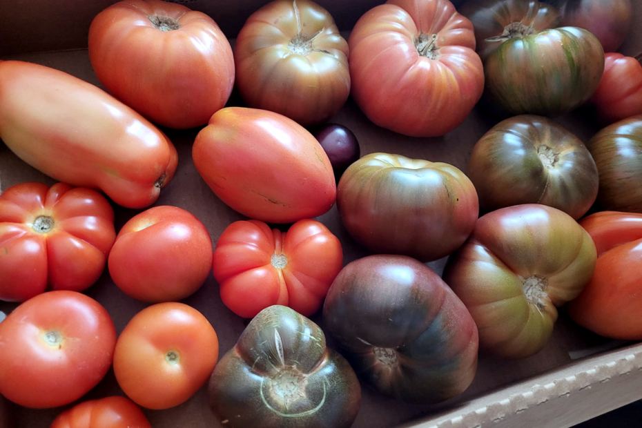 Bounty of tomatoes