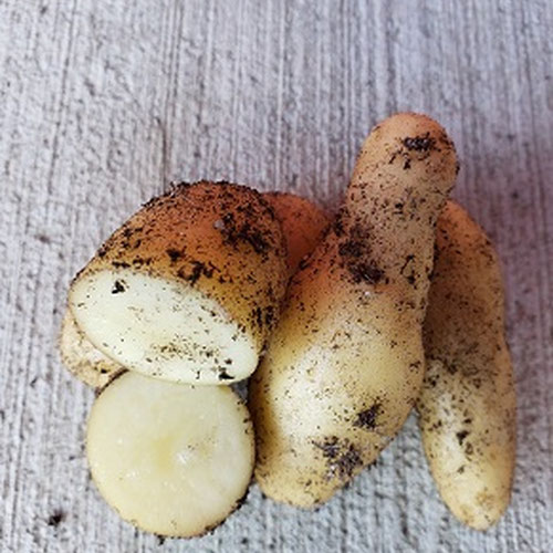 La Ratte fingerling potato - Helmers