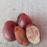 Red French fingerling potato - Helmers