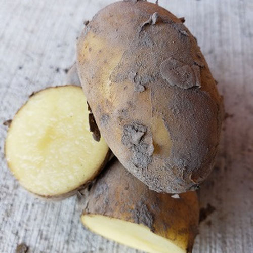 Sieglinde potato - Helmers