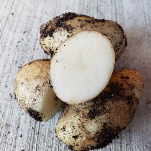 White Rose potato - Helmers