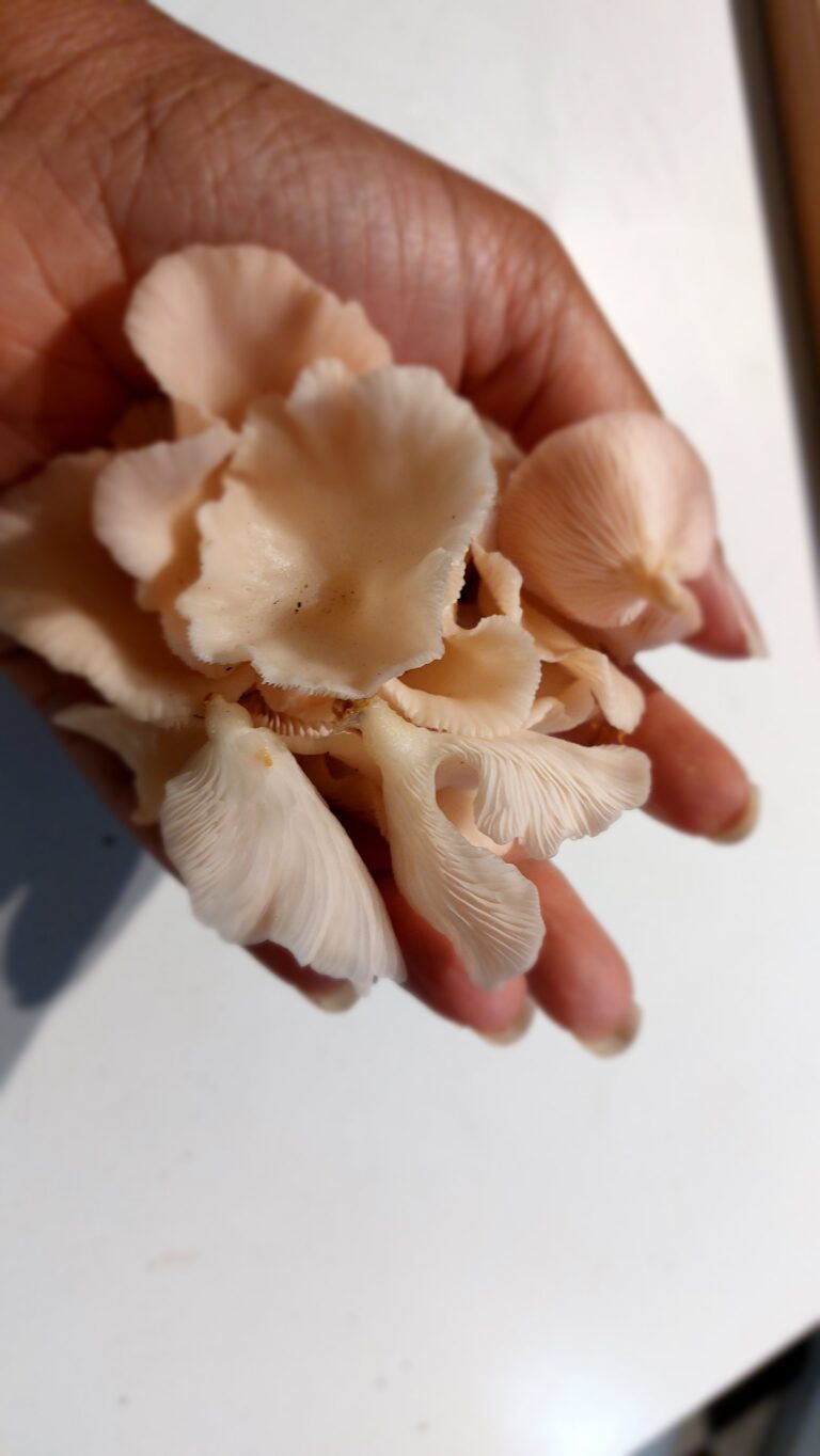 Baby winecap mushrooms