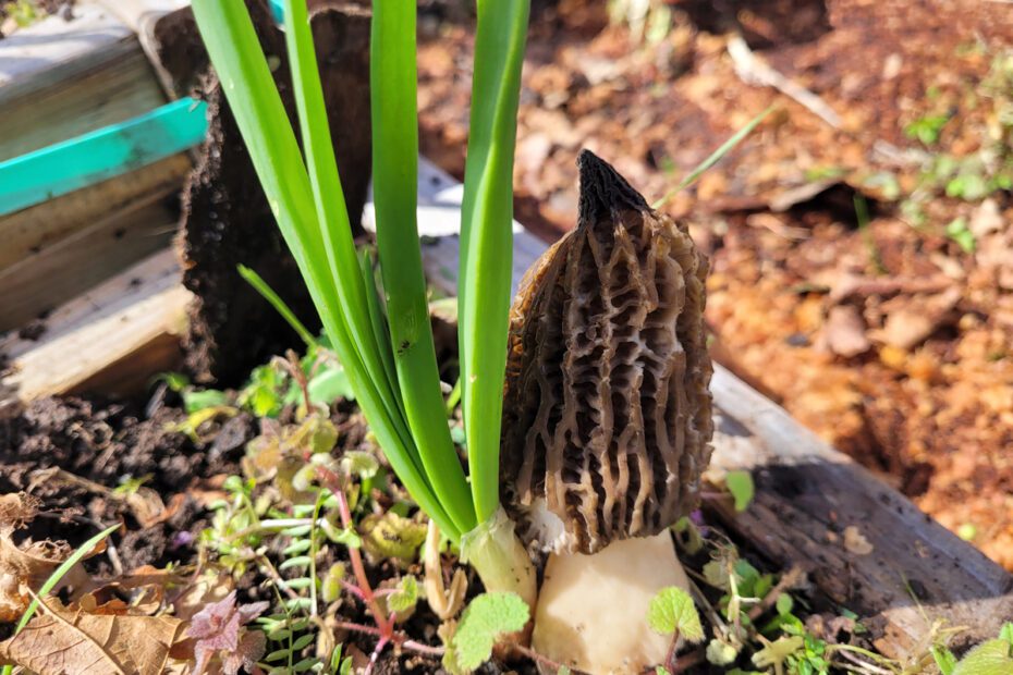 Morel mushroom beside garlic stalk