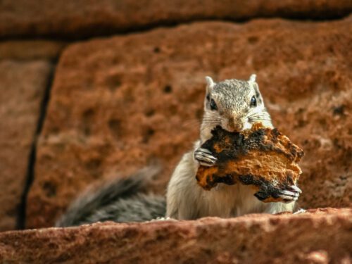 Grey squirrel eating laftovers of a toasted piece of bread, sitting on the wall of fort in Jaipur, India