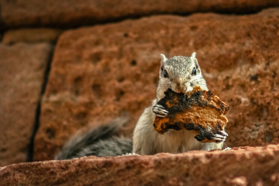 Grey squirrel eating laftovers of a toasted piece of bread, sitting on the wall of fort in Jaipur, India
