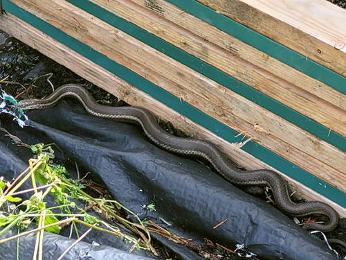 Garter snake slithering by in the garden