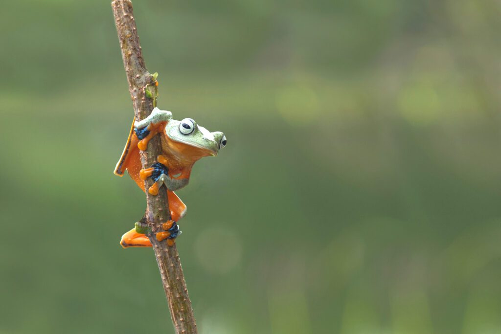 Frog Ninja prepares to defend the crop (not a western tree frog)