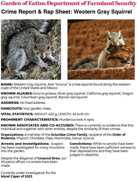 Crime Report & Rap Sheet: Western Gray Squirrel