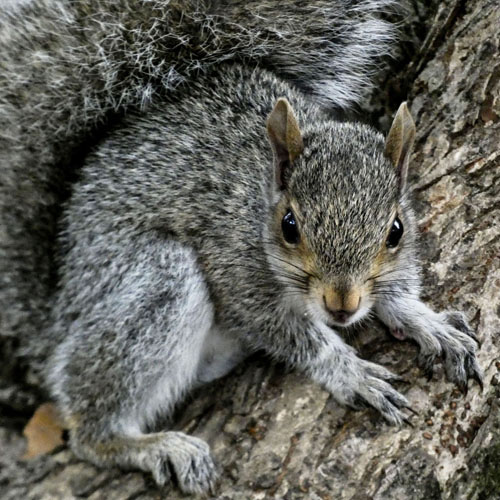 Gray squirrel on tree