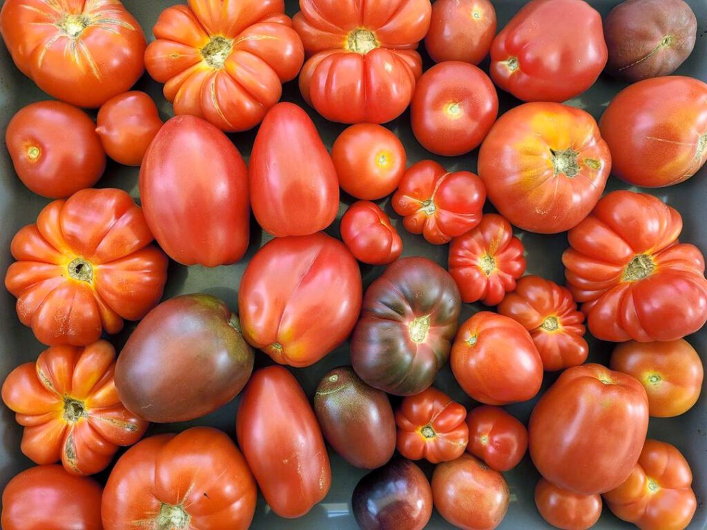 A collection of sauce tomatoes